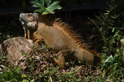 Iguane vert (Iguane commun) - Iguana iguana (128).jpg