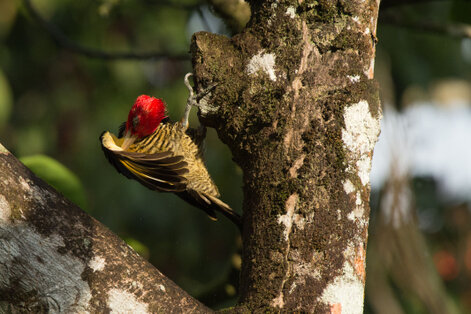 Pic à bec clair - Campephilus guatemalensis - Pale-billed Woodpecker (122).jpg