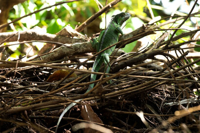 Iguane vert (Iguane commun) - Iguana iguana (197).jpg
