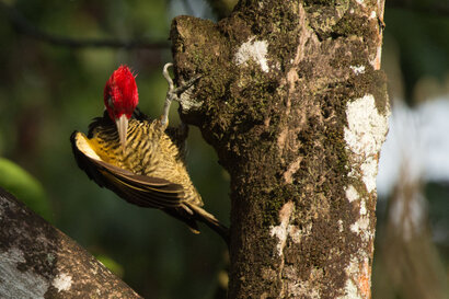 Pic à bec clair - Campephilus guatemalensis - Pale-billed Woodpecker (123).jpg