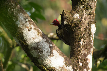 Pic à bec clair - Campephilus guatemalensis - Pale-billed Woodpecker (265).jpg