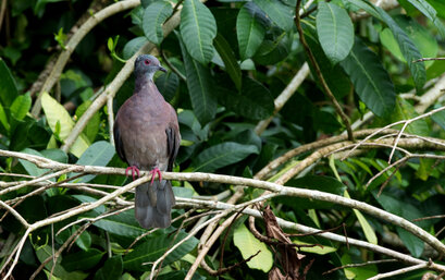 Pigeon à bec noir - Patagioenas nigrirostris - Short-billed Pigeon (3).jpg