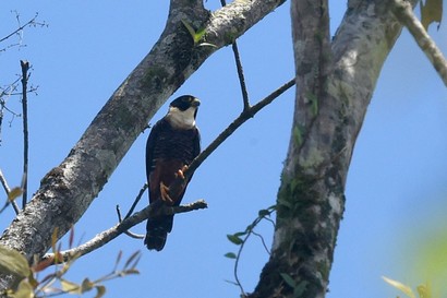 Faucon des chauves-souris - Falco rufigularis - Bat Falcon (1).JPG