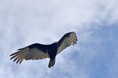 Urubu noir - Coragyps atratus - Black Vulture (2).jpg