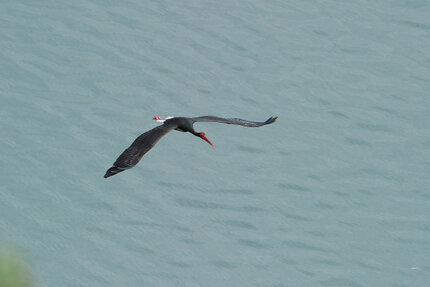 Cigogne noire - Ciconia nigra - Black Stork (2).jpg