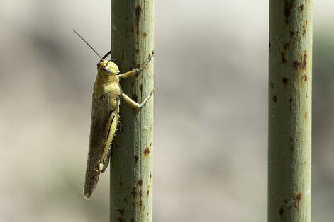 Criquet migrateur - Locusta migratoria.jpg