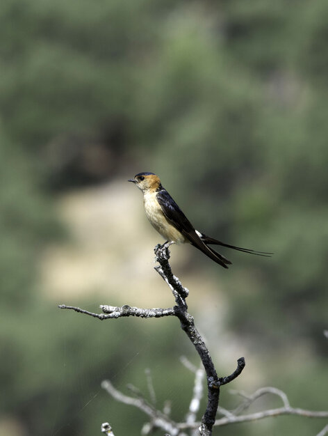 Hirondelle rousseline - Cecropis daurica - Red-rumped Swallow (2).jpg
