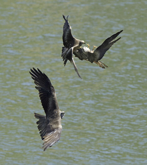 Milan noir - Milvus migrans - Black Kite (5).jpg