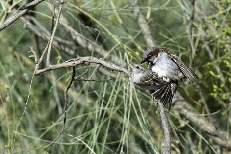 Moineau espagnol  - Passer hispaniolensis - Spanish Sparrow (1).jpg
