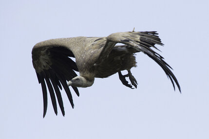 Vautour fauve - Gyps fulvus - Griffon Vulture  (1).jpg