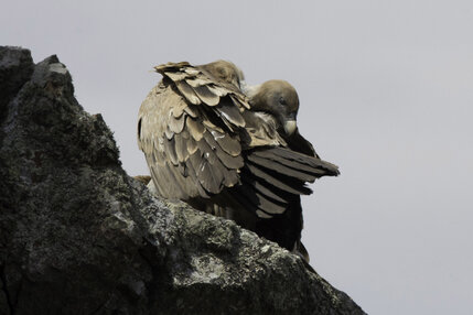 Vautour fauve - Gyps fulvus - Griffon Vulture  (11).jpg