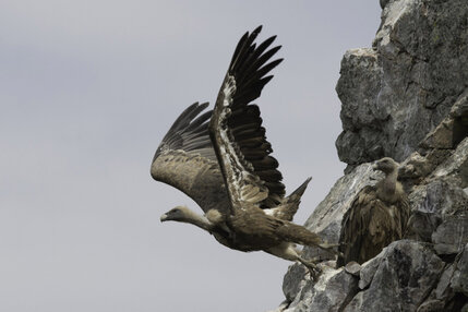Vautour fauve - Gyps fulvus - Griffon Vulture  (9).jpg