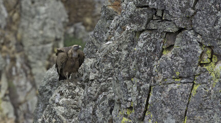 Vautour fauve - Gyps fulvus - Griffon Vulture (1).jpg