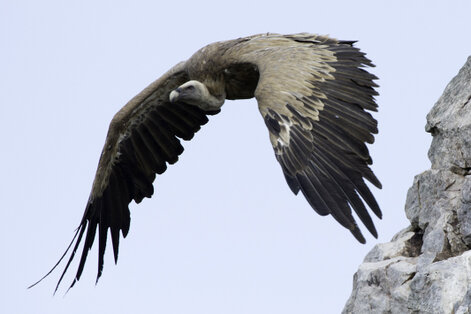 Vautour fauve - Gyps fulvus - Griffon Vulture  (6).jpg