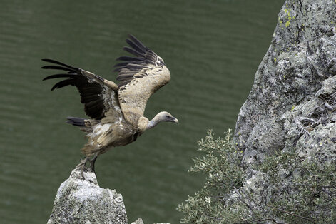 Vautour fauve - Gyps fulvus - Griffon Vulture  (8).jpg