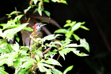 Pic or-olive - Colaptes rubiginosus - Golden-olive Woodpecker 1.jpg