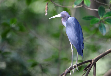 Aigrette bleue - Egretta caerulea - Little Blue Heron.jpg