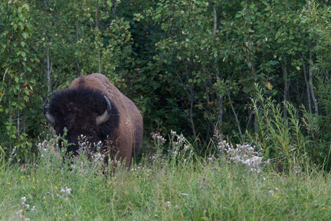 Bison des bois - Bison bison athabascae (326).jpg