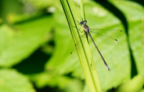 Leste Tardif-Lestes congener