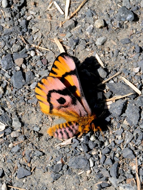 Papillon No 1 à déterminer (1).jpg
