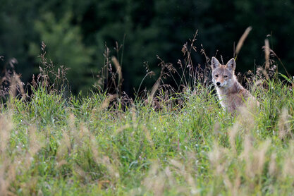 Coyote-Canis latrans (10).jpg