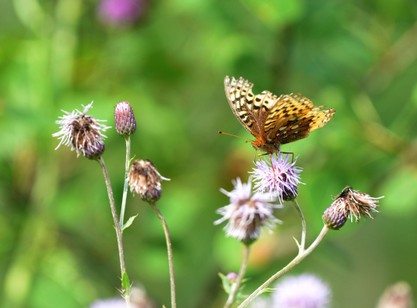 Argynne cybèle-Speyeria cybele