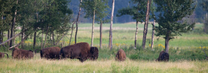 Bison des plaines  - Bison bison bison (164).jpg