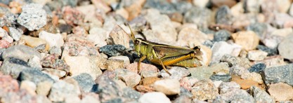 Sauterelle à deux rayures-Melanoplus bivittatus