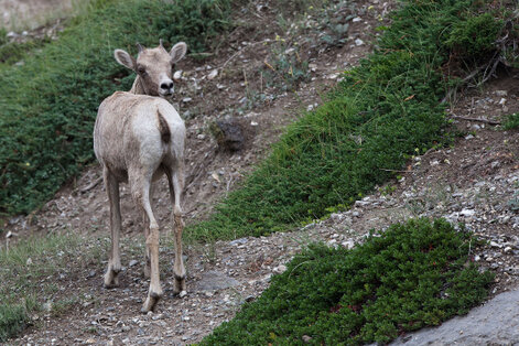 Mouflon canadien-Ovis canadensis-Bighorn (9).jpg