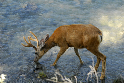 Cerf mulet-Cerf hémione-Cerf à queue noire-Odocoileus hemionus-Mule deer (1).jpg