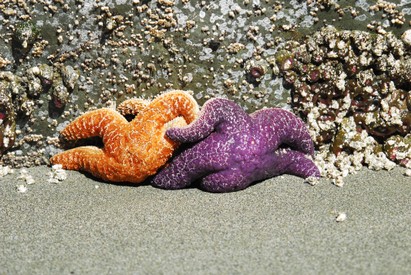 Purple sea star-Ochre sea star-Ochre s (3).JPG