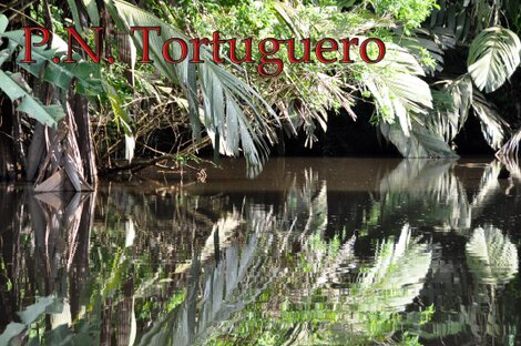PN Tortuguero entrée (129).jpg