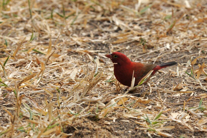 Amarante du Sénégal-Lagonosticta senegala-Red-billed Firefinch (12) copie.jpg