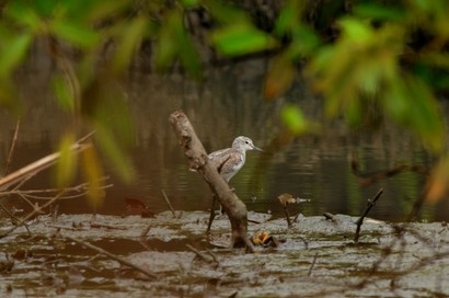 Chevalier aboyeur-Tringa nebularia-Common Greenshank (2).JPG