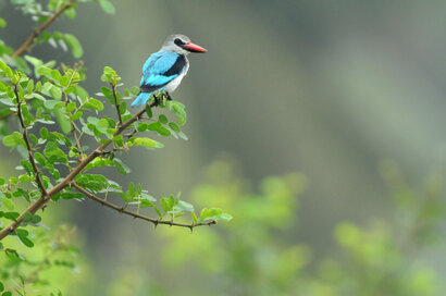 Martin-chasseur du Sénégal-Halcyon senegalensis-Woodland Kingfisher 4 (5) copie.jpg