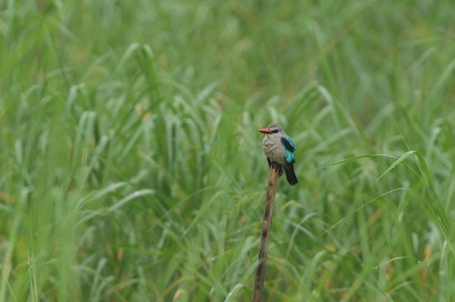 Martin-chasseur du Sénégal-Halcyon senegalensis-Woodland Kingfisher 5 (2).JPG
