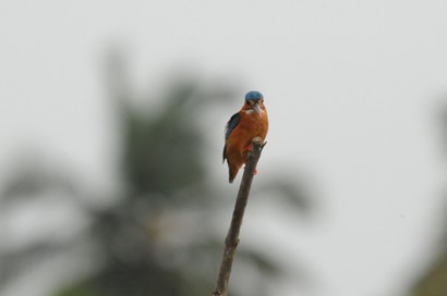 Martin-pêcheur huppé-Corythornis cristatus-Malachite Kingfisher (9).JPG