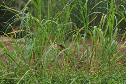 Martin-pêcheur huppé-Corythornis cristatus-Malachite Kingfisher 5.JPG