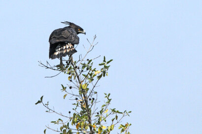 Aigle huppard-Lophaetus occipitalis-Long-crested Eagle (2) copie copie.jpg