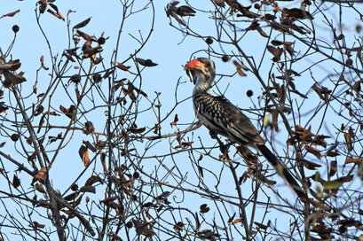 Calao à bec rouge-Tockus erythrorhynchus-Northern Red-billed Hornbill 1 (2) copie.jpg