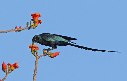 Choucador à longue queue-Lamprotornis caudatus-Long-tailed Glossy Starlin (20) copie.jpg