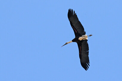 Cigogne noire-Ciconia nigra-Black Stork (7) copie.jpg