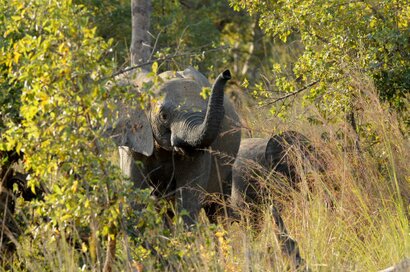 Éléphant de savane d