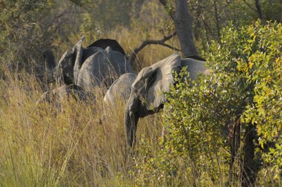 Éléphant de savane d