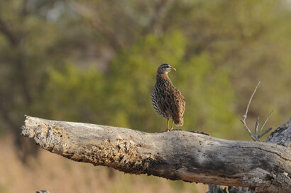 Francolin à double éperon-Pternistis bicalcaratus-Double-spurred Francolin (4).jpg