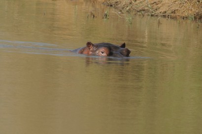 Hippopotame amphibie-Hippopotamus amphibius  1 (19).JPG