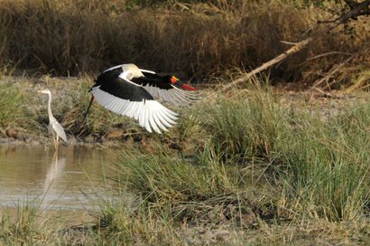 Jabiru d