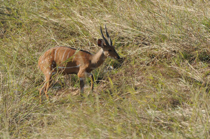 guib harnaché-Tragelaphus scriptus (12).jpg