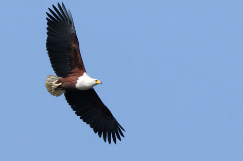 Pygargue vocifère-Haliaeetus vocifer-African Fish Eagle (11).jpg
