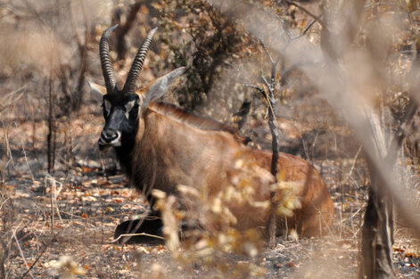 antilope rouanne-Hippotragus equinus 1 (2).jpg